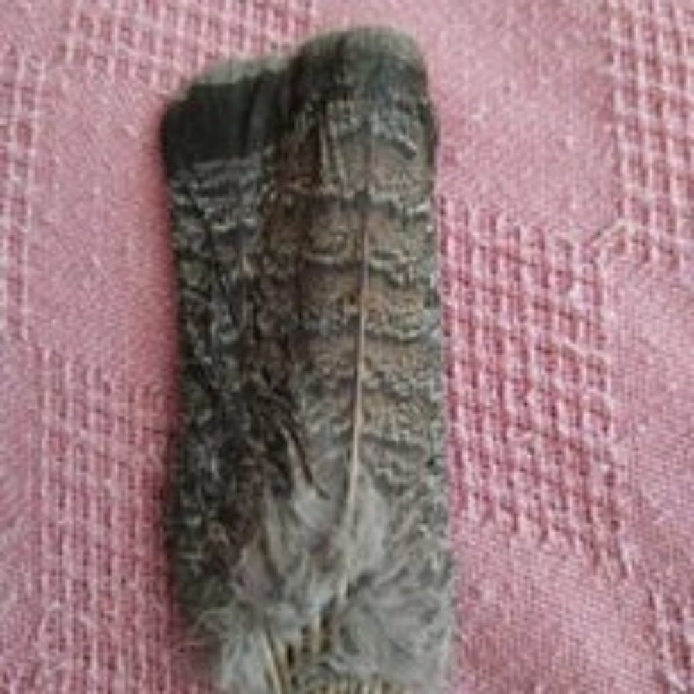 PARTRIDGE TAIL FEATHERS